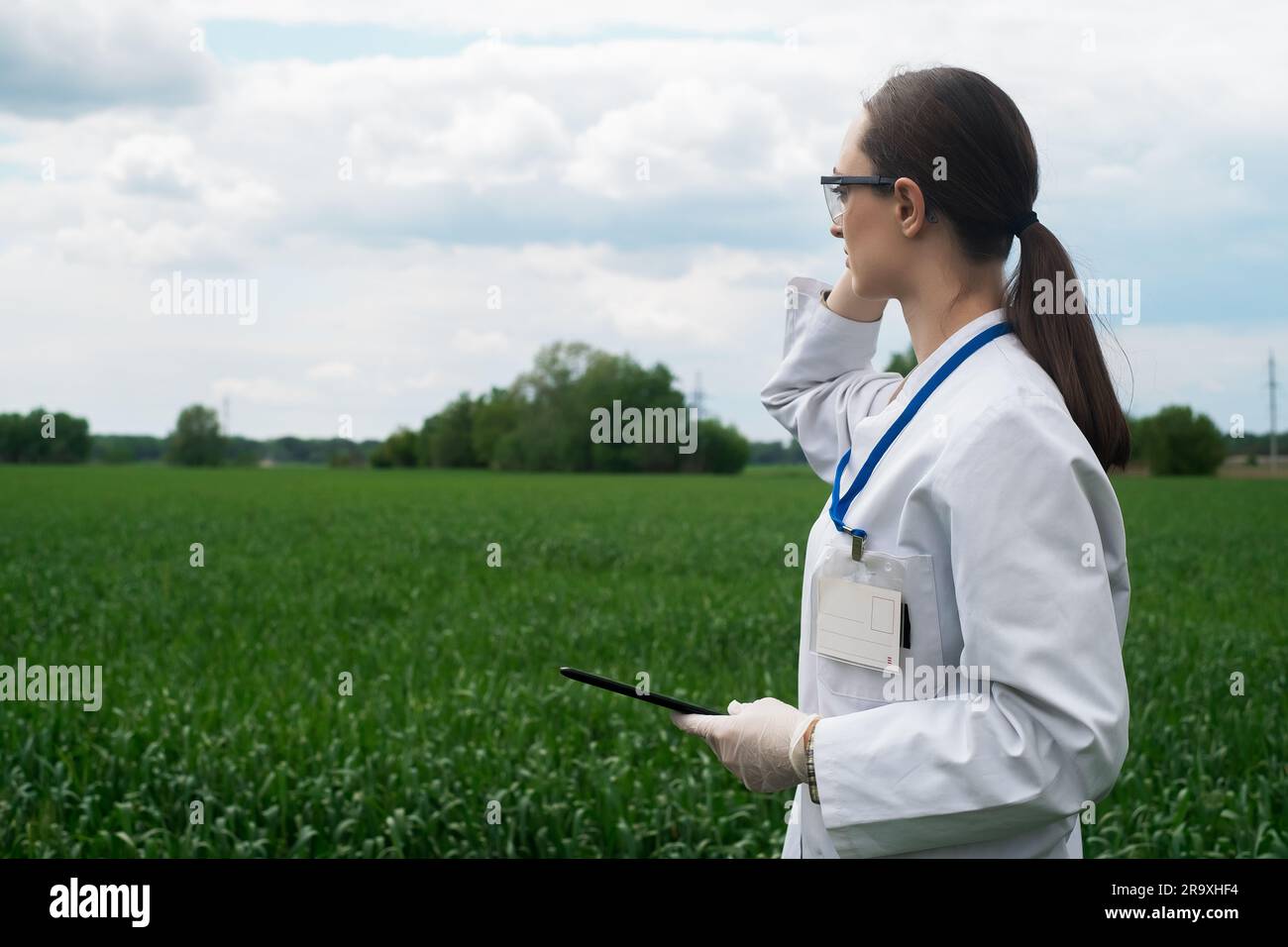 Agronomist using tablet and technology in agricultural corn field. The ...