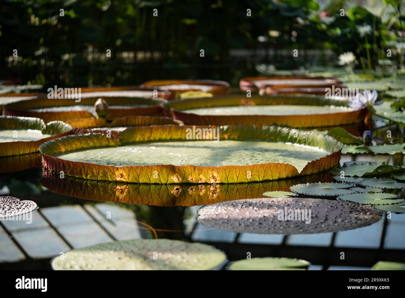 Pond in glasshouse with giant Victoria Amazonica and aquatic plants