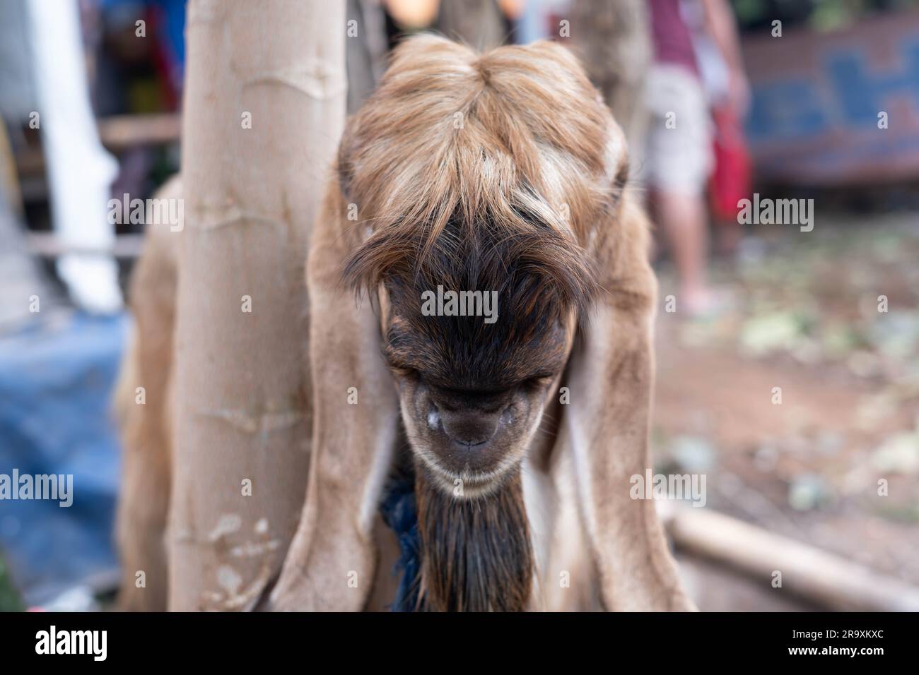 A brown goat with the black head is looking at the camera with bokeh or blurred background. Selective focus. Eid Al-Adha or Idul Adha. Stock Photo