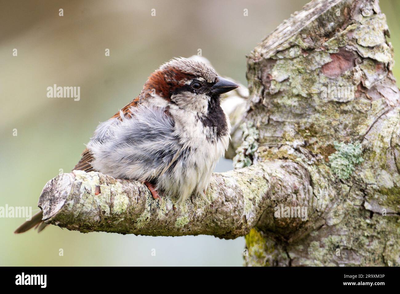 Male house sparrow on a tree Stock Photo