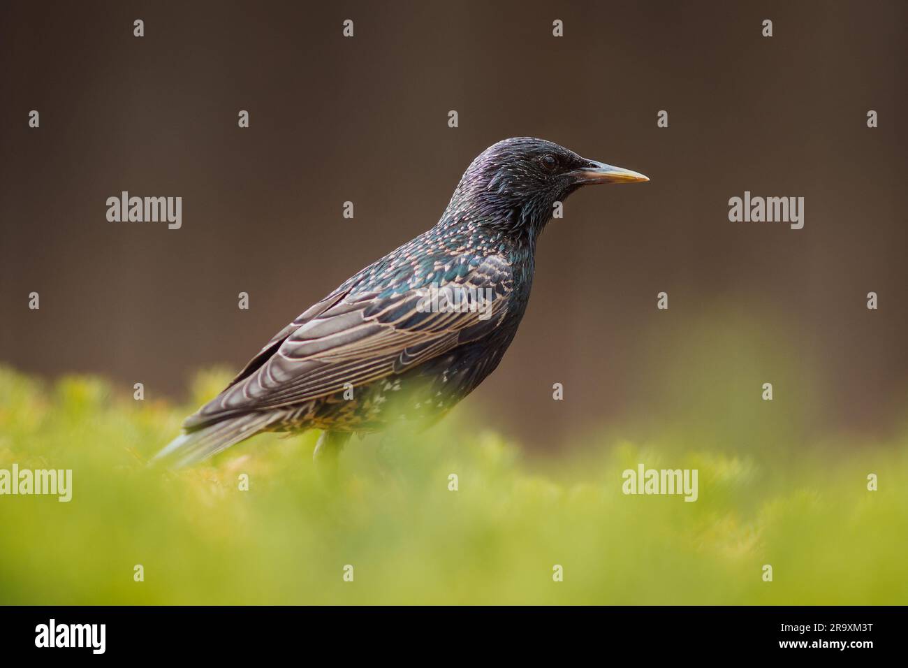 European male starling bird portrait on green Stock Photo