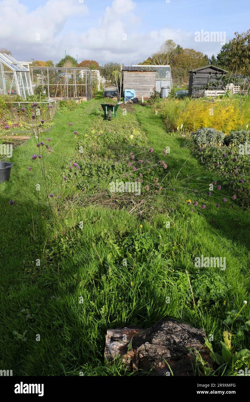 Neglected allotment plot hi-res stock photography and images - Alamy