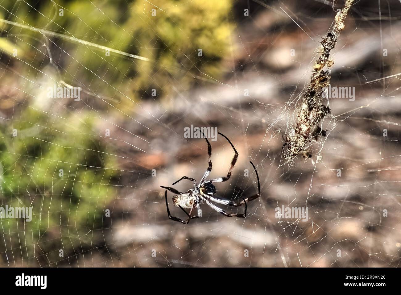 Australian golden orb-weaving spider, Nephila edulis, in its web, with a large food cache wrapped in silk Stock Photo
