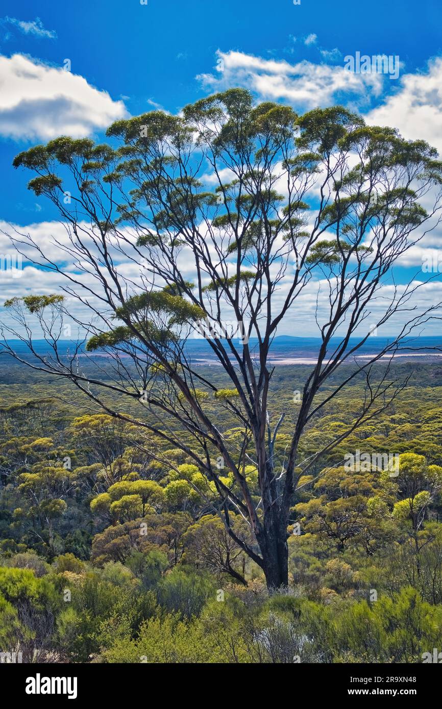 A  Dundas Blackbutt (Eucalyptus dundasii), a tree endemic in the vicinity of salt lakes in the Great Western Woodlands, Western Australia Stock Photo