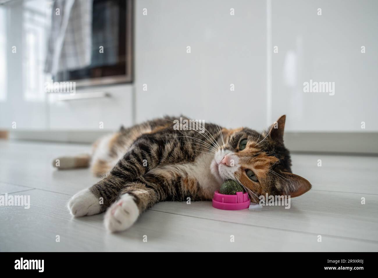 Pleased calm cat enjoy with catnip ball toy lying on kitchen floor