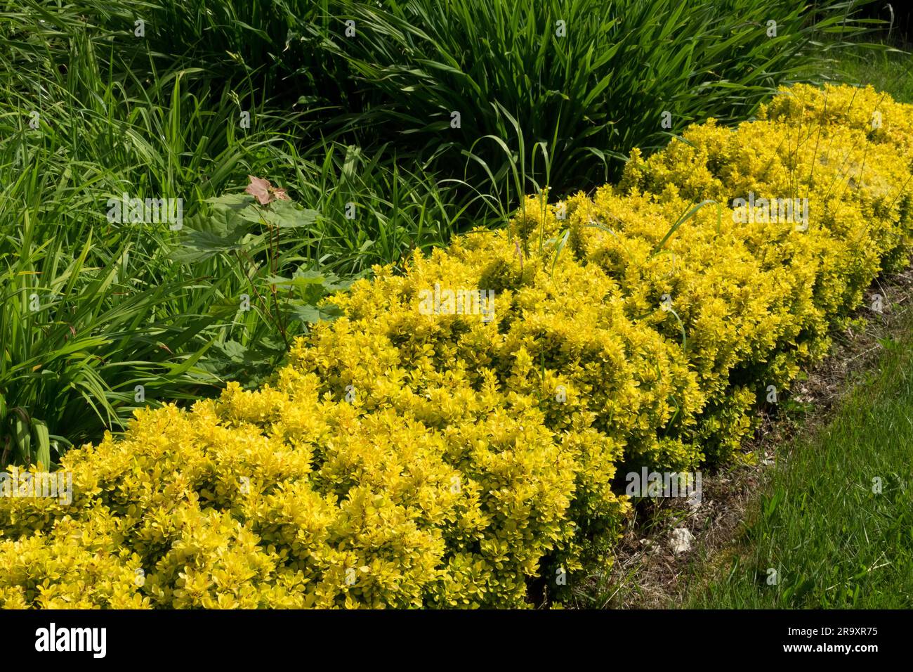 Low, Garden, Hedge, Berberis thunbergii 'Goldalita' Stock Photo