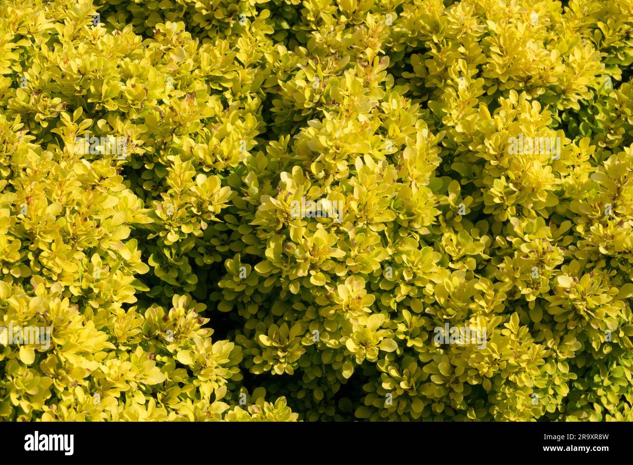 Golden Yellow Japanese Barberry, Berberis thunbergii "Goldalita Stock ...