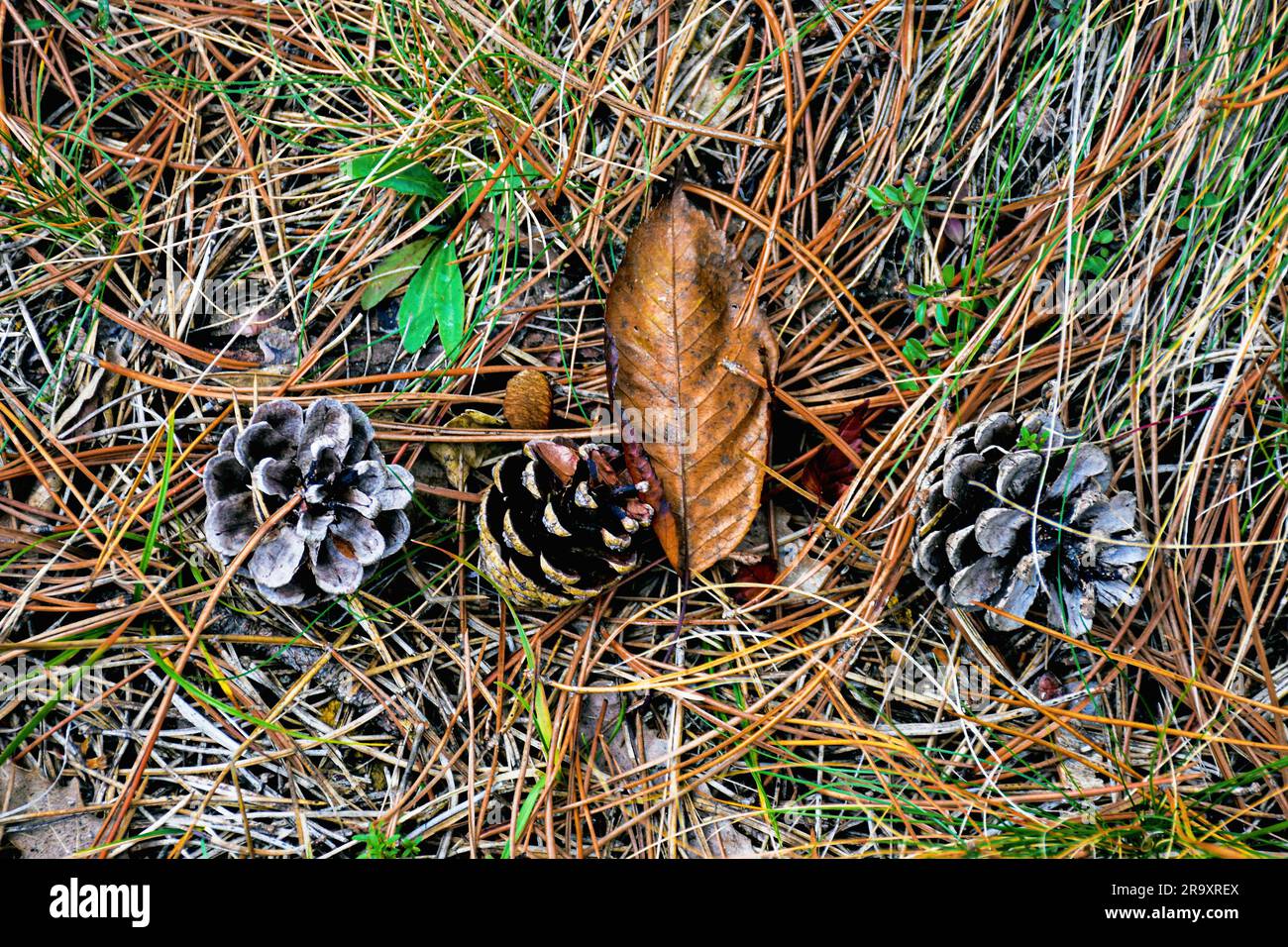 Fallen pine cones on stony ground covered with conifer needles Stock Photo