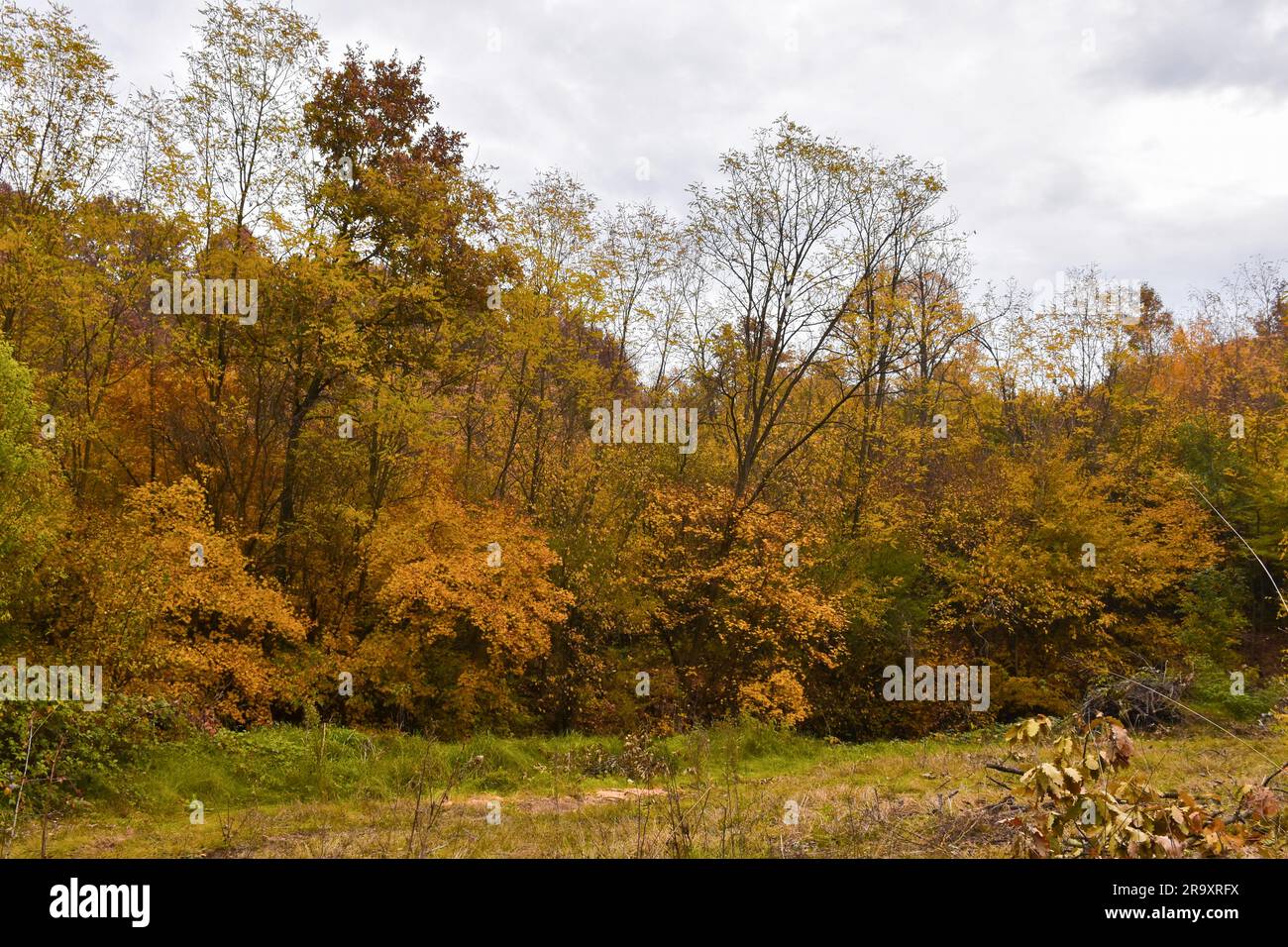 Overgrown by green leaf trees hi-res stock photography and images - Alamy