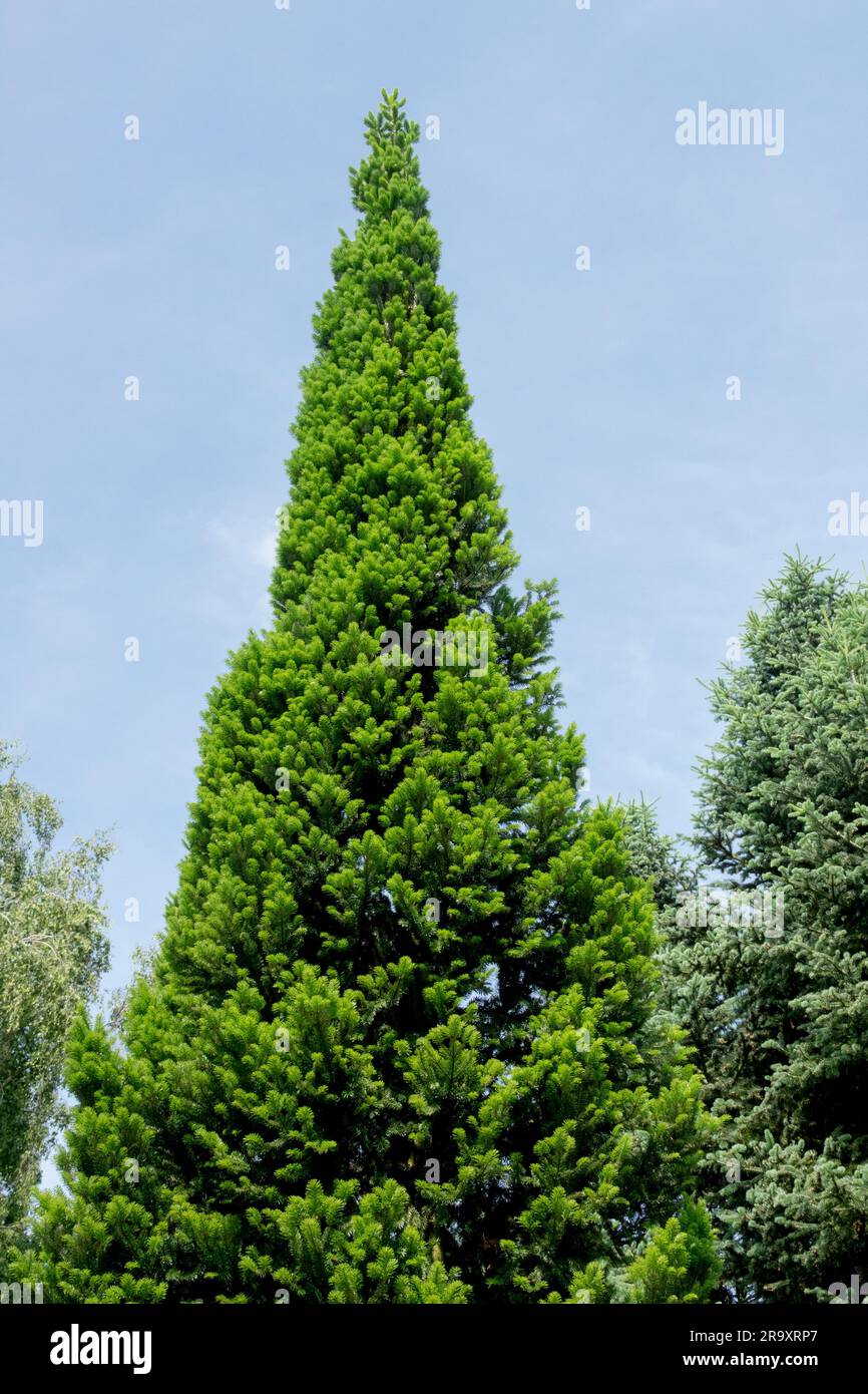 Conical, Tree, Abies alba "Pyramidalis" Stock Photo