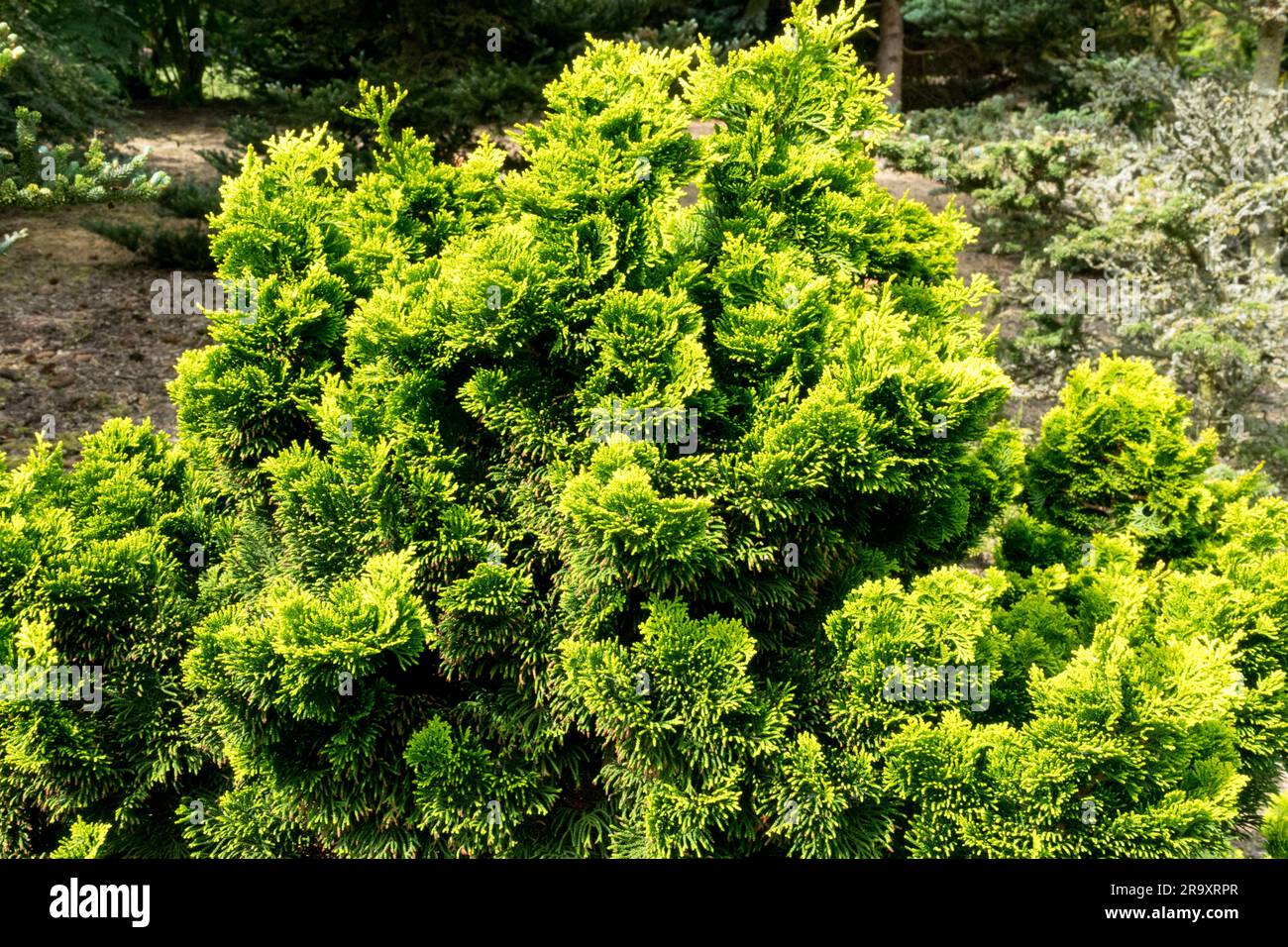 Chamaecyparis obtusa 'Aurora', Garden, False Cypress Stock Photo