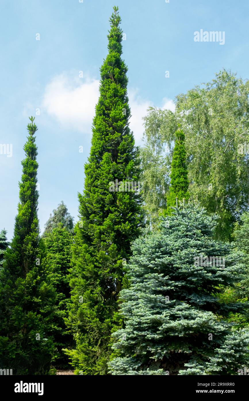 European silver fir Abies alba tree Stock Photo