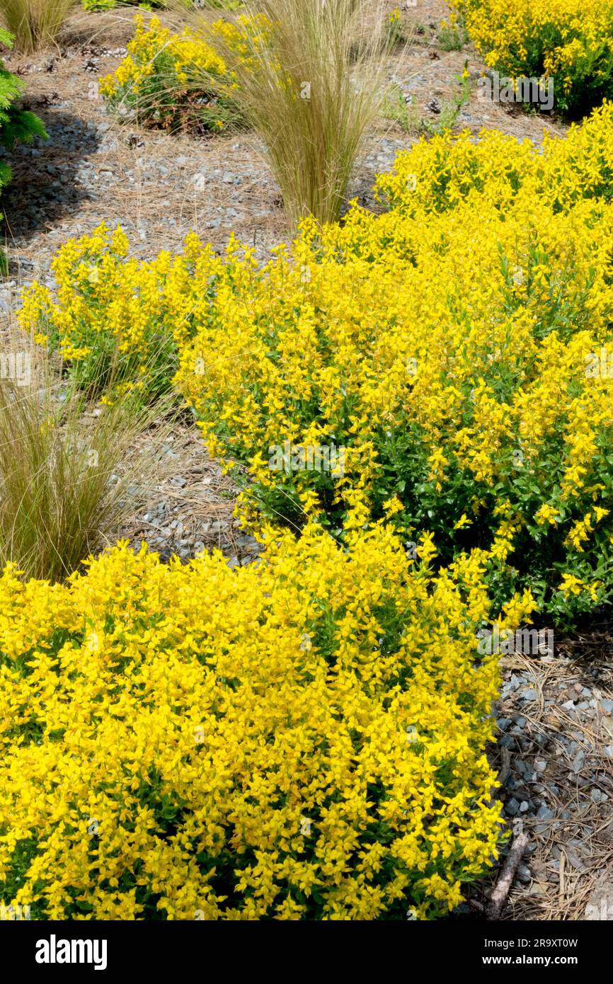 Genista garden, Genista germanica, Flowering, German Greenweed, Tufted, Yellow, Group Stock Photo