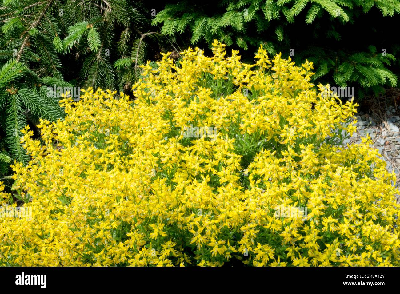 Cushion Clump-forming Garden Genista germanica Tufted Yellow Flowering German Greenweed Genista Flowers Stock Photo