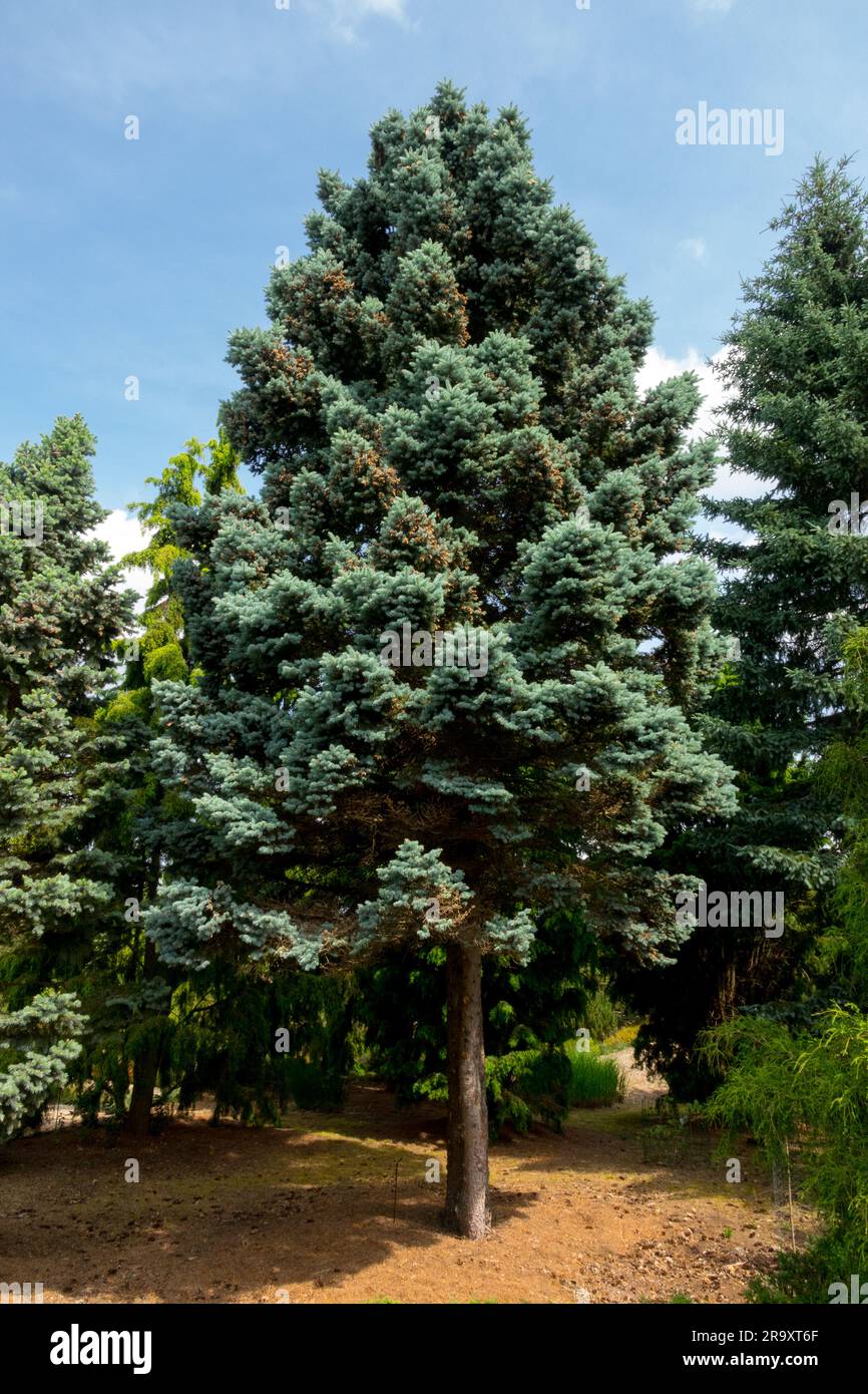Picea pungens Tree, Oval form Picea pungens 'Glauca', Colorado Blue Spruce tree in Garden Stock Photo
