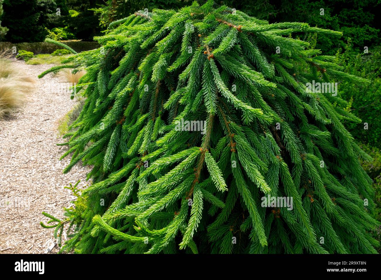 Weeping, Branches, Densely, Low, Garden, Conifer, Spruce, Tree, Norway spruce, Picea abies 'Frohburg' Spruce garden Stock Photo