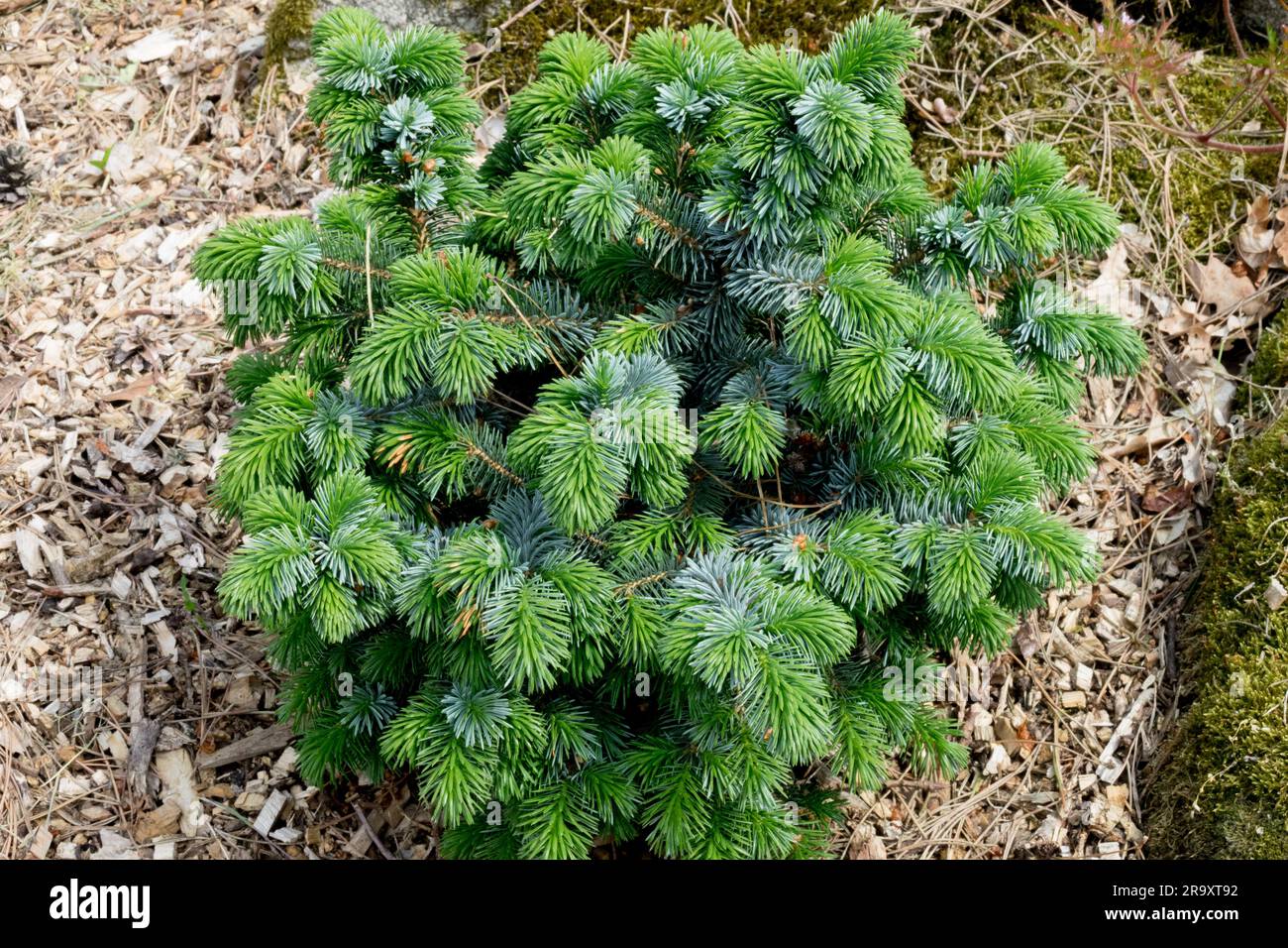 Picea sitchensis 'Silberzwerg', Sitka Spruce Stock Photo