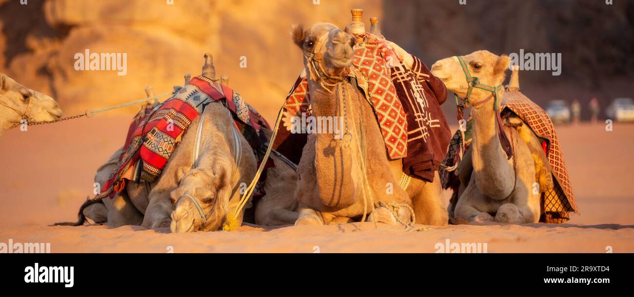 Camels lying down in the desert sand, Wadi Rum, Jordan banner Stock Photo