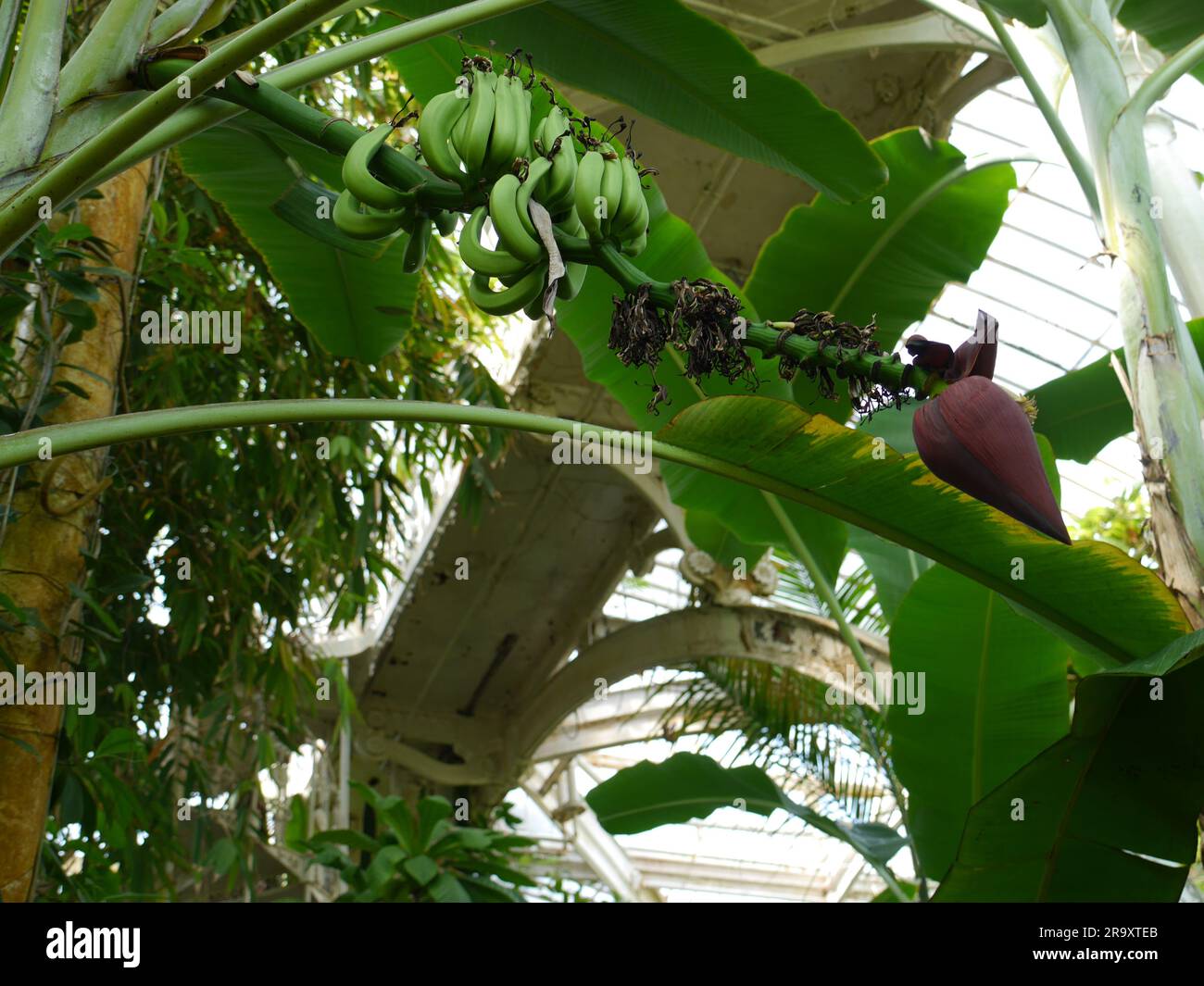 A Banana palm tree with bananas hanging from in the palm house in kew