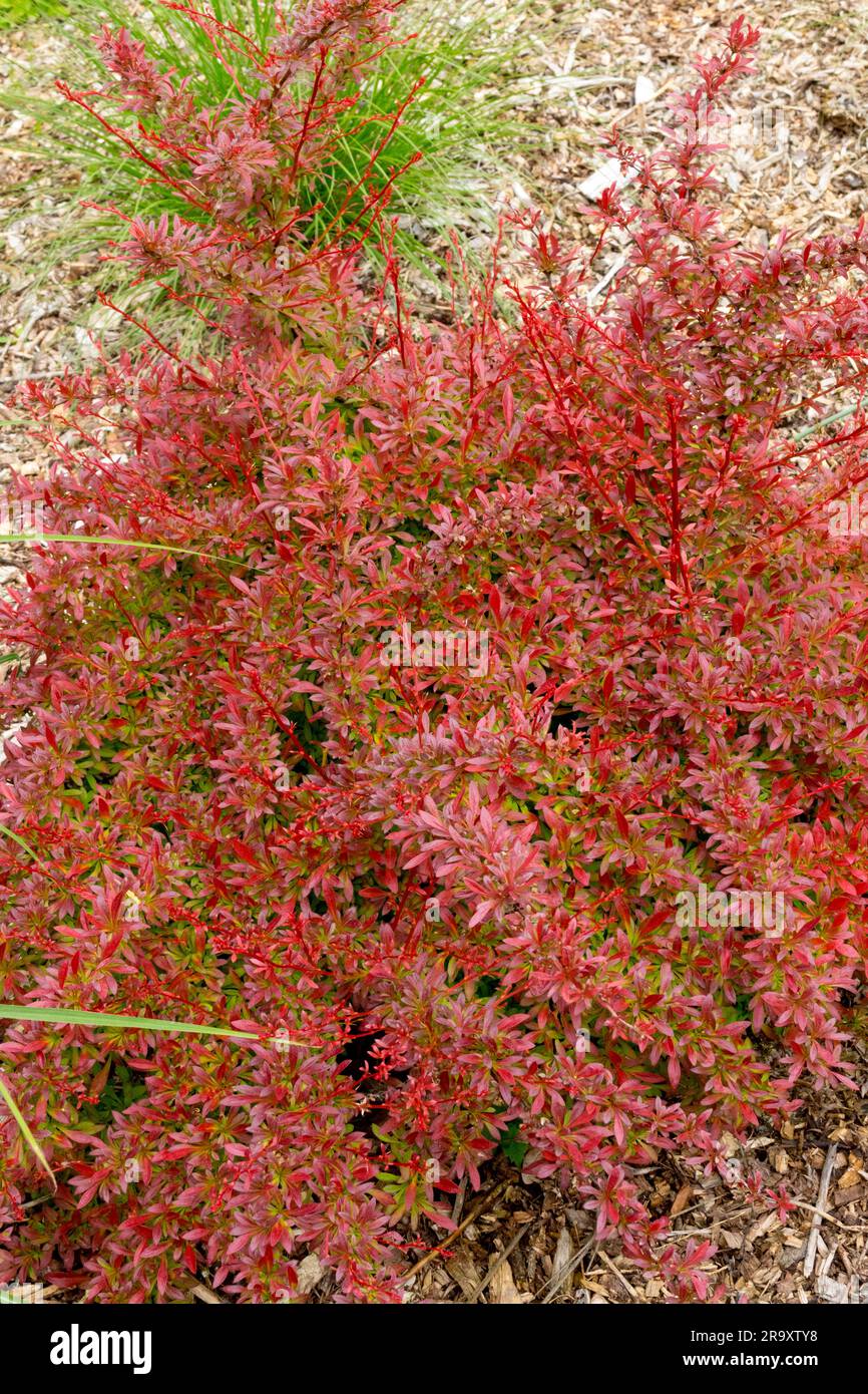 Berberis thunbergii 'Orange Dream', Japanese Barberry, Berberis 'Orange Dream', Red, Foliage, Garden Stock Photo