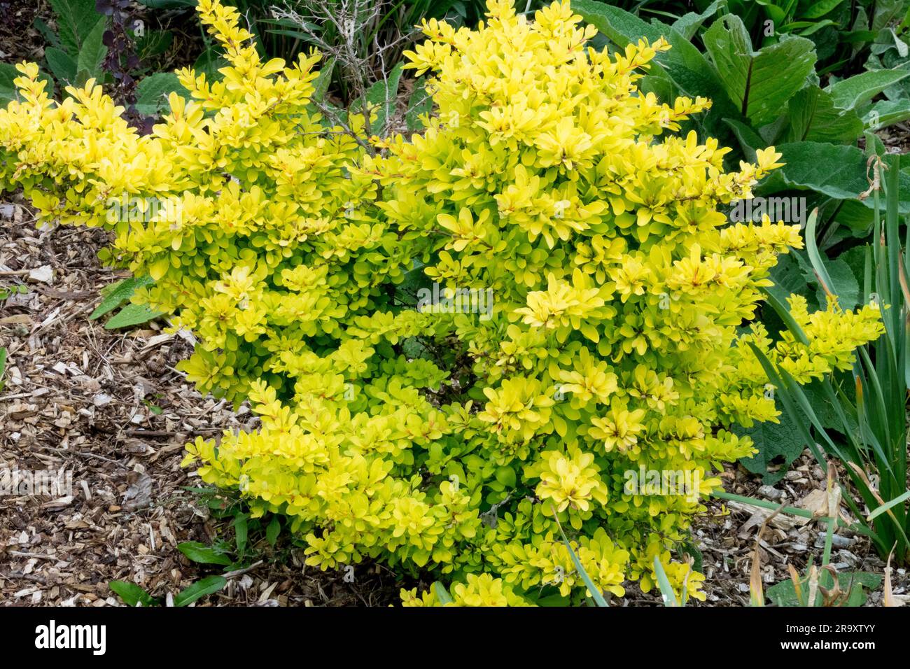 Berberis thunbergii "Diabolicum", Japanese Barberry Stock Photo Alamy