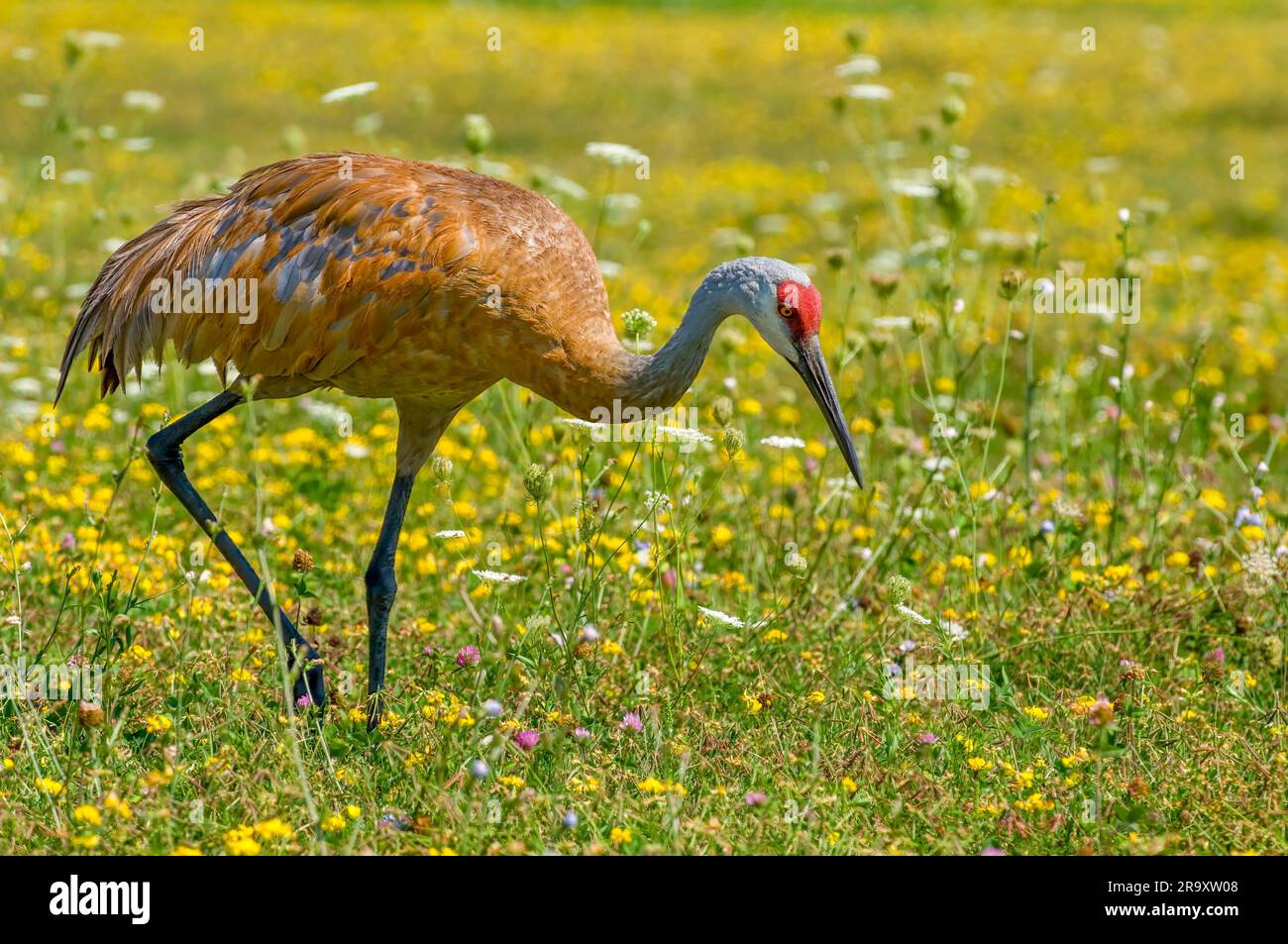 A beautiful Sandhill Crane forages amidst the wildflowers of a Wisconsin meadow. Stock Photo