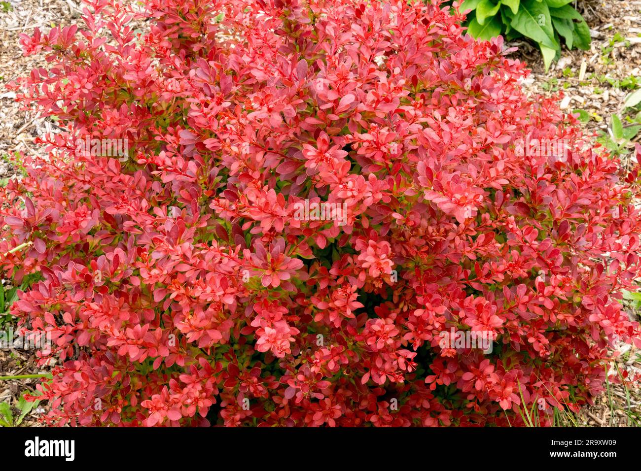Berberis thunbergii 'Coral', Red, Japanese Barberry, Shrub, Garden Stock Photo