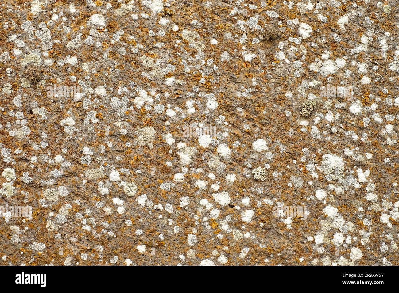 Flat sandstone surface with lichen spots, decorative natural background or backdrop element. Stock Photo