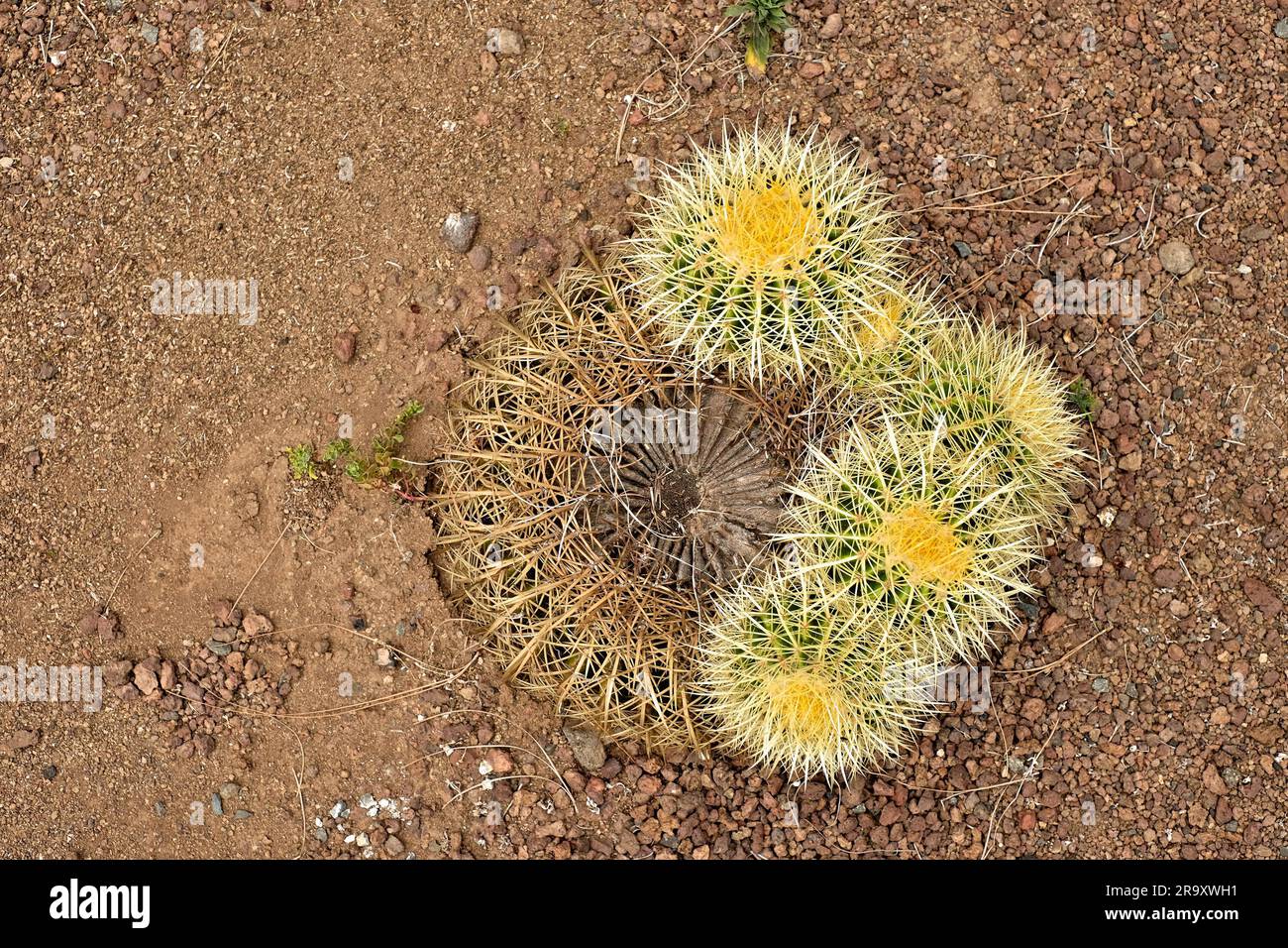 The young and the old, young succulent plants grow out of an old dead plant. Stock Photo