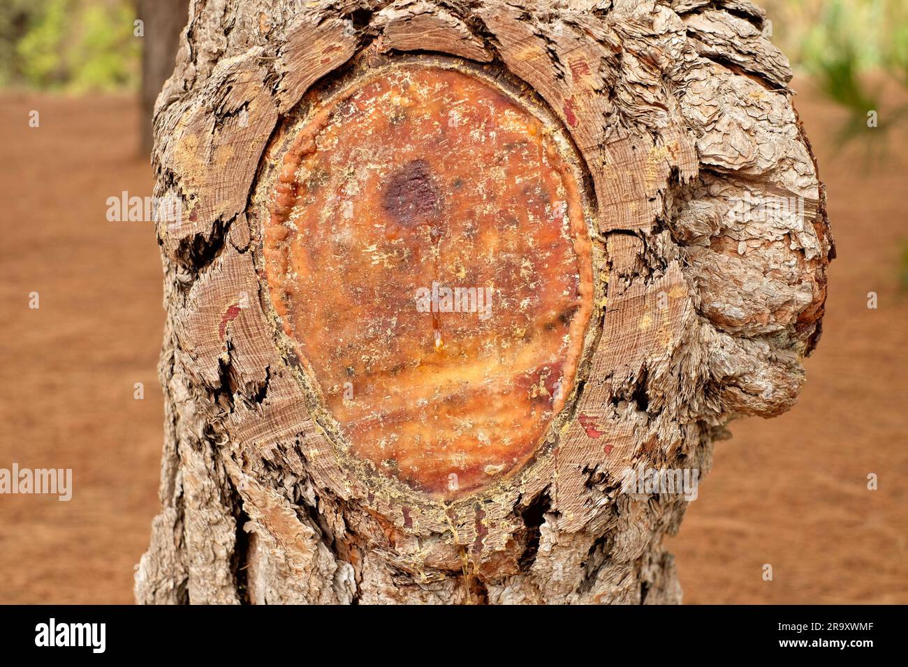 Black pine tree section with bark and a large wood knot covered in natural resin. Stock Photo
