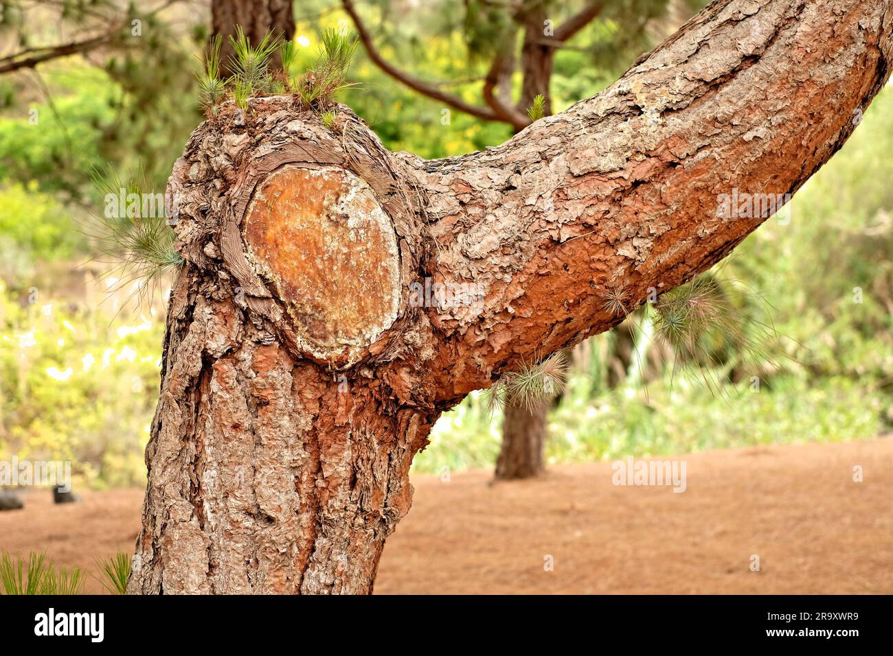 Black pine tree section with bark and a large wood knot covered in natural resin, large section showing the surroundings. Stock Photo