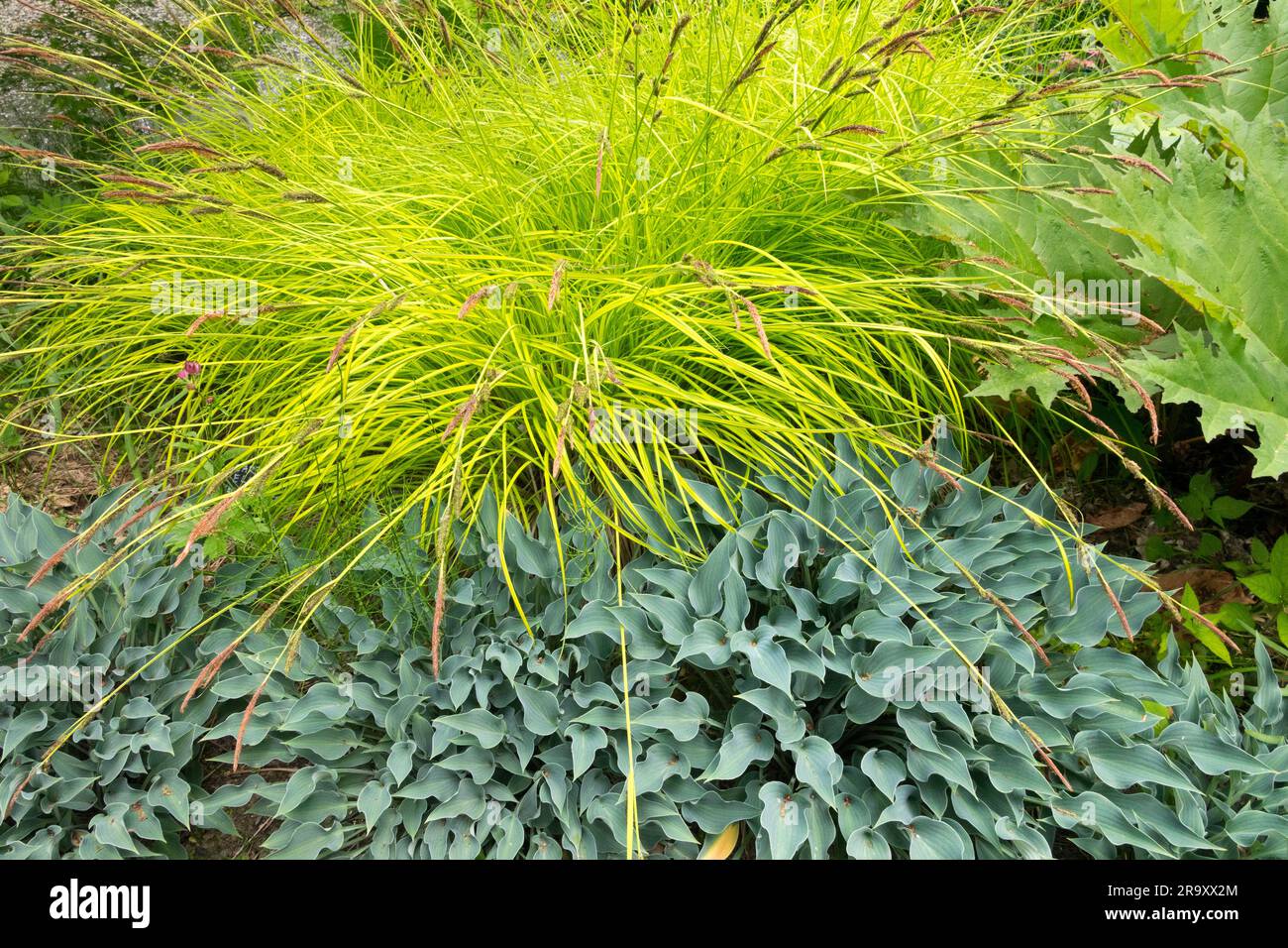 Golden Sedge, Carex elata Aurea, Modern garden grasses, Blue, Yellow, Sedge, Hosta, Plantain Lily, Garden, Colour, Contrast Stock Photo