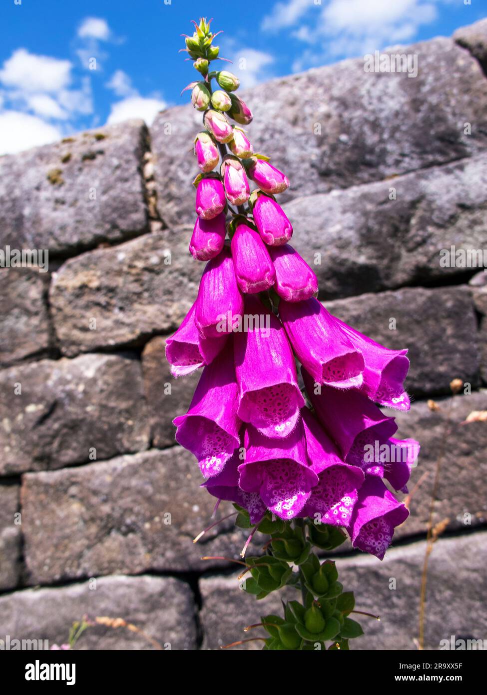 Foxglove ( Digitalis purpurea ) growing against a Drystone wall in