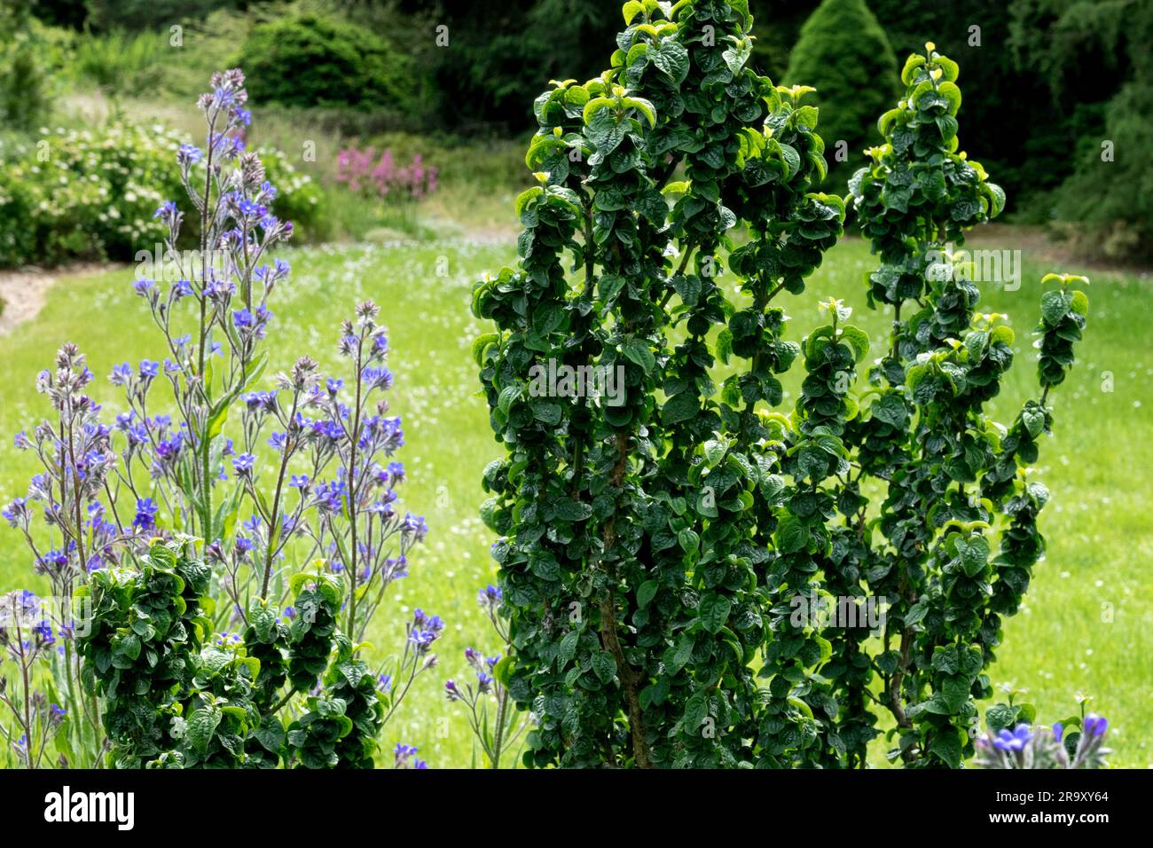 Cornus sanguinea 'Compressa', Evergreen, Dogwood, Garden Stock Photo