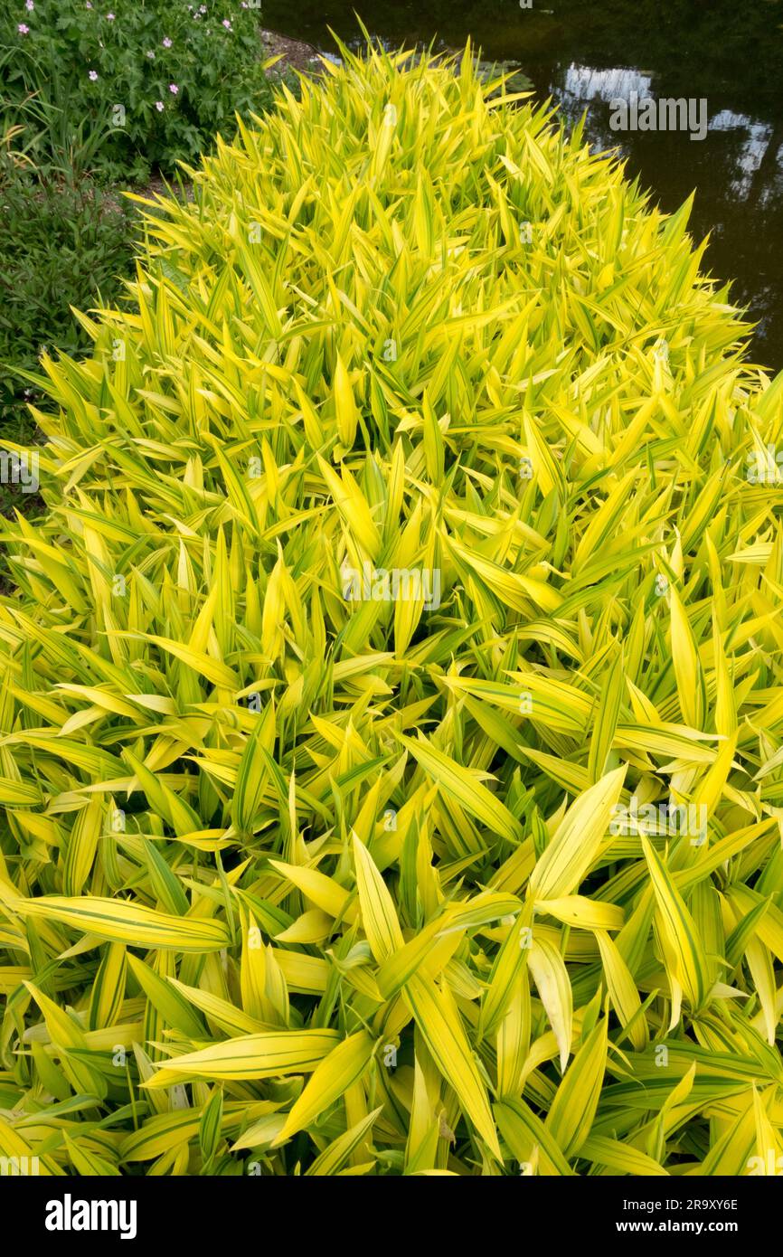Low, Bamboo, Pleioblastus viridistriatus 'Auricoma', Dwarf bamboo, Garden Golden Yellow Green, Foliage Pigmy Green Stripe Kamuro-Zasa Stock Photo