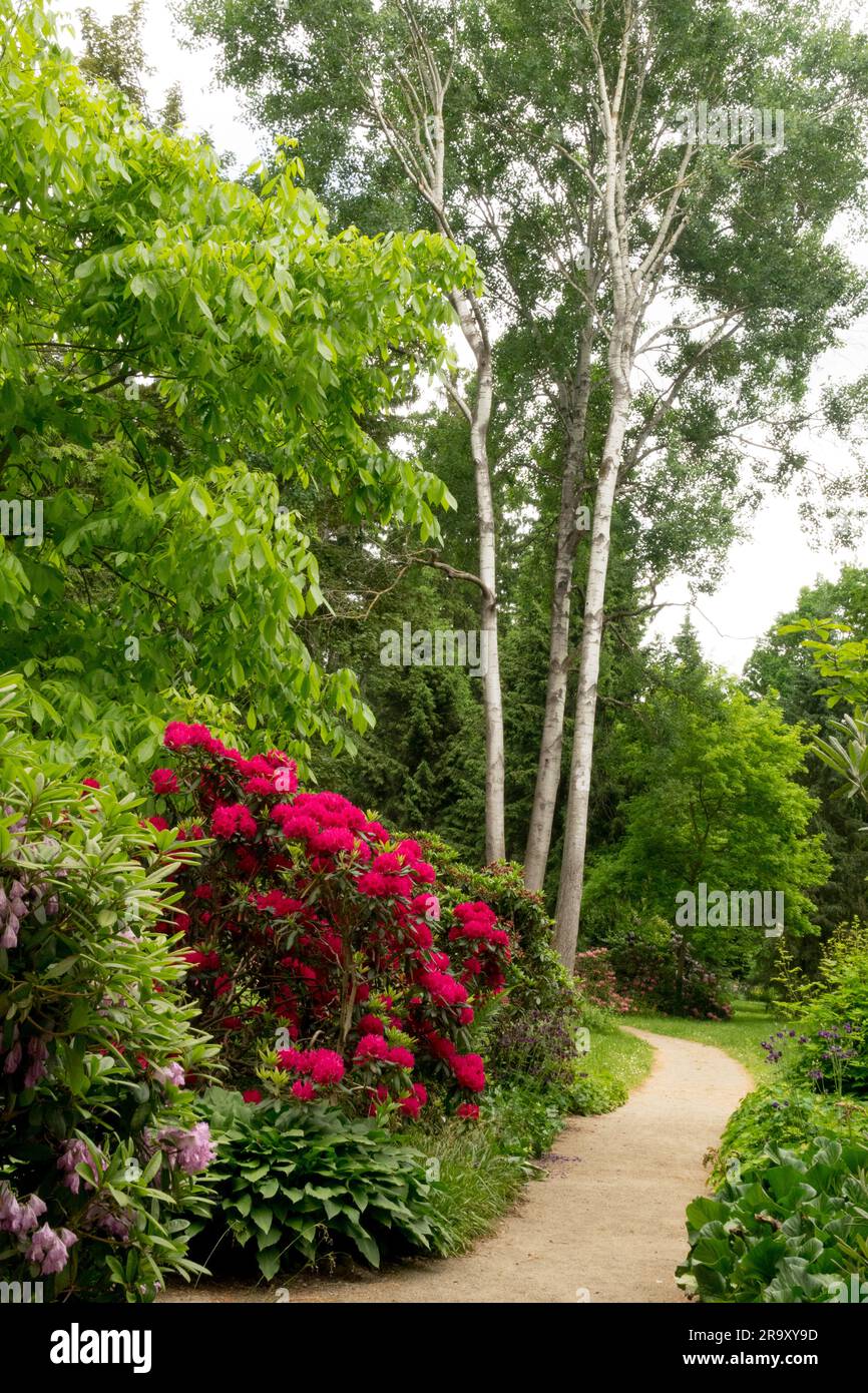 Garden scene, Path, Rhododendron, Flowering, Garden path, Edge, Park, Scenery, Tree Stock Photo