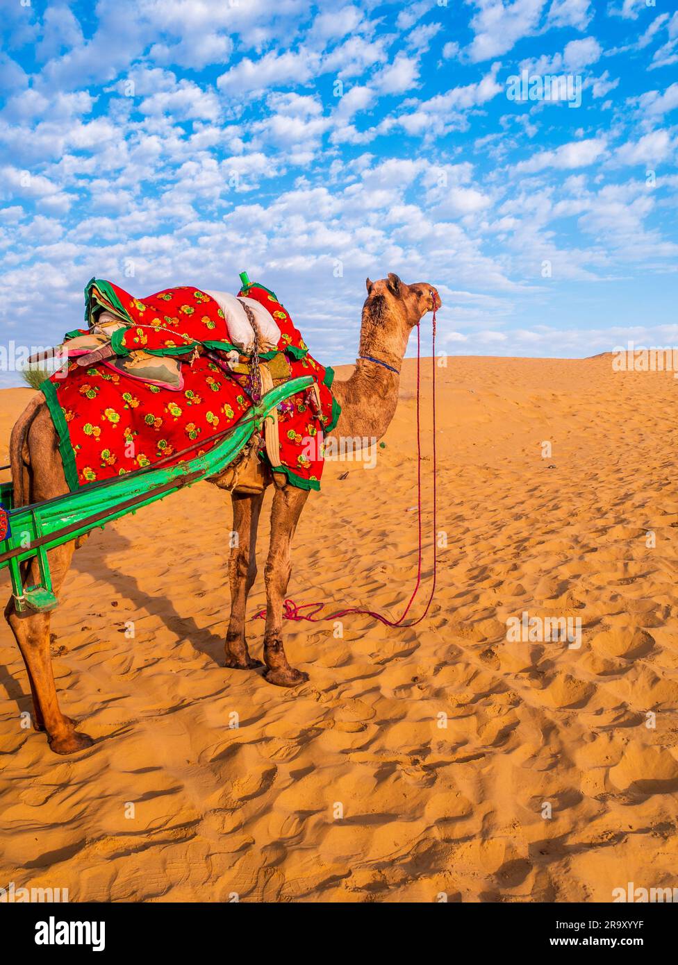 Camel Desert Background