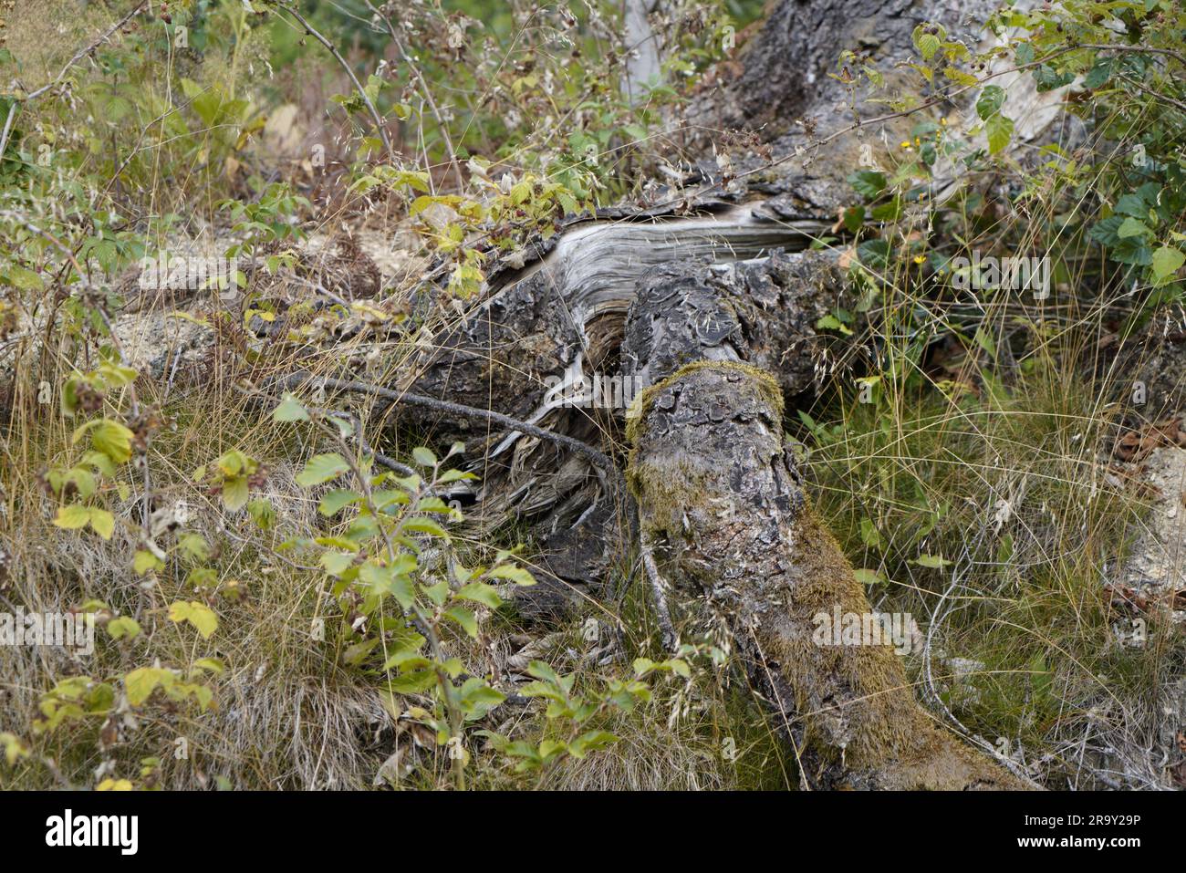 dying forests due to senseless clearing in the forest Tree stump in the ...