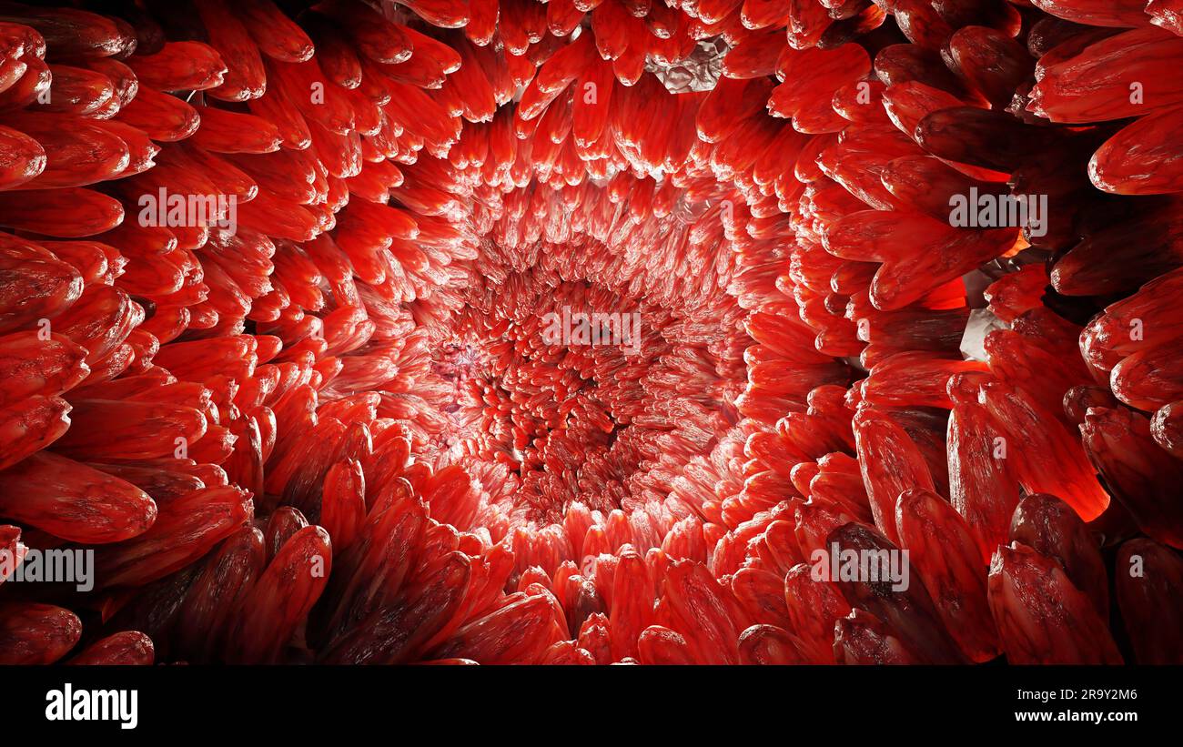 medically accurate illustration of intestinal villi.Red microvilli in a intestinal tract. close-up, Microbiology, anatomy, biology, science, medicine, Stock Photo
