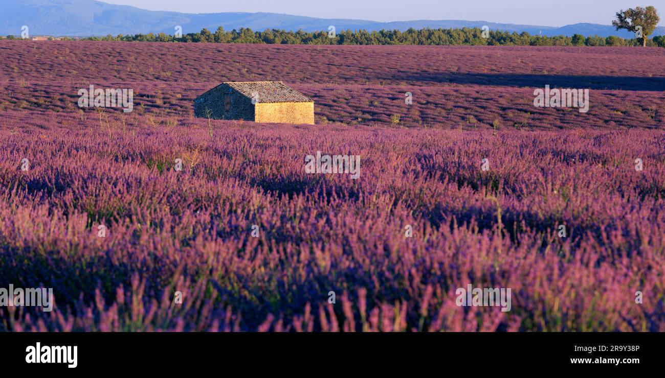 ⁨Lavender fields Parc Naturel Regional du Verdon⁩ ⁨Puimoisson⁩ ⁨Riez Forcalquier Provence-Alpes-Cotes d'Azur France in the evening light Stock Photo