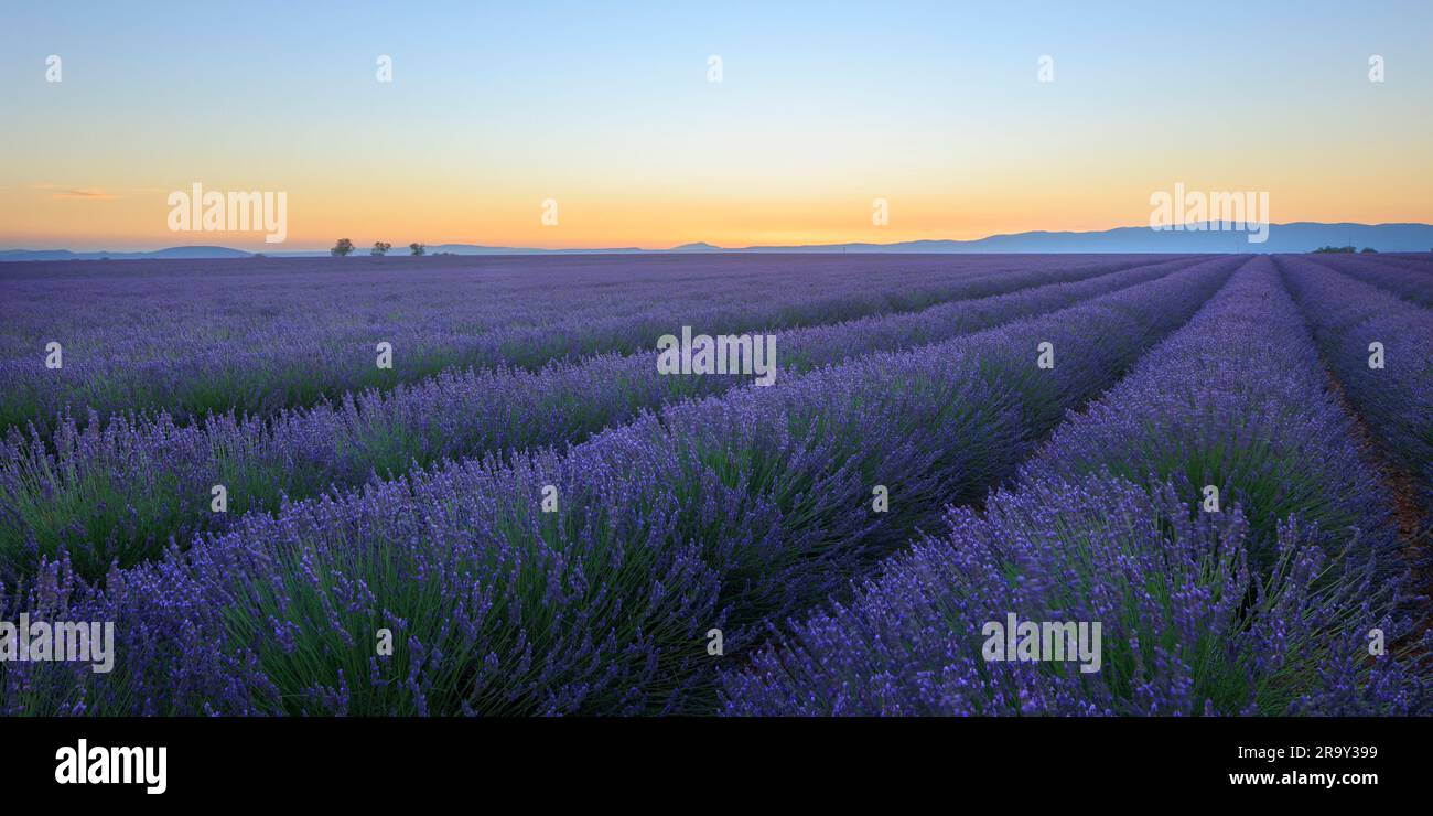 ⁨Lavender fields Parc Naturel Regional du Verdon⁩ ⁨Puimoisson⁩ ⁨Riez Forcalquier Provence-Alpes-Cotes d'Azur France in the evening light Stock Photo