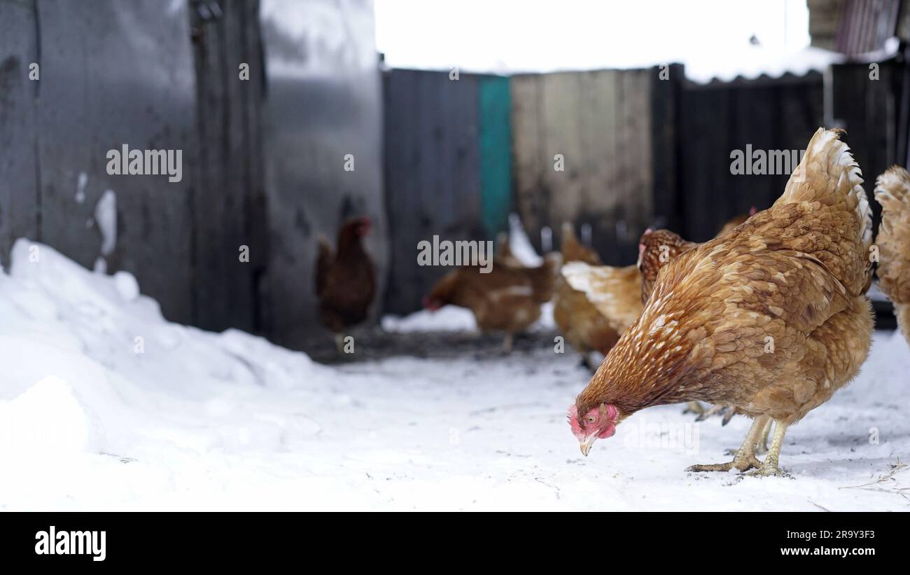 Chicken on the background of winter. Chicken on the farm in winter. Domestic chicken walking and eating on the snow farm in the winter. winter chicken Stock Photo