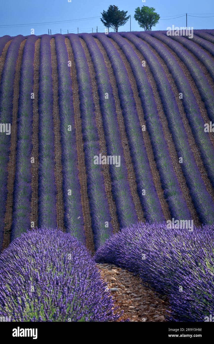 Fields of lavender Parc Naturel Regional du Verdon⁩ ⁨Puimoisson⁩ ⁨Riez Forcalquier Alpes-de-Haute-Provence Provence-Alpes-Cote d'Azur France Stock Photo