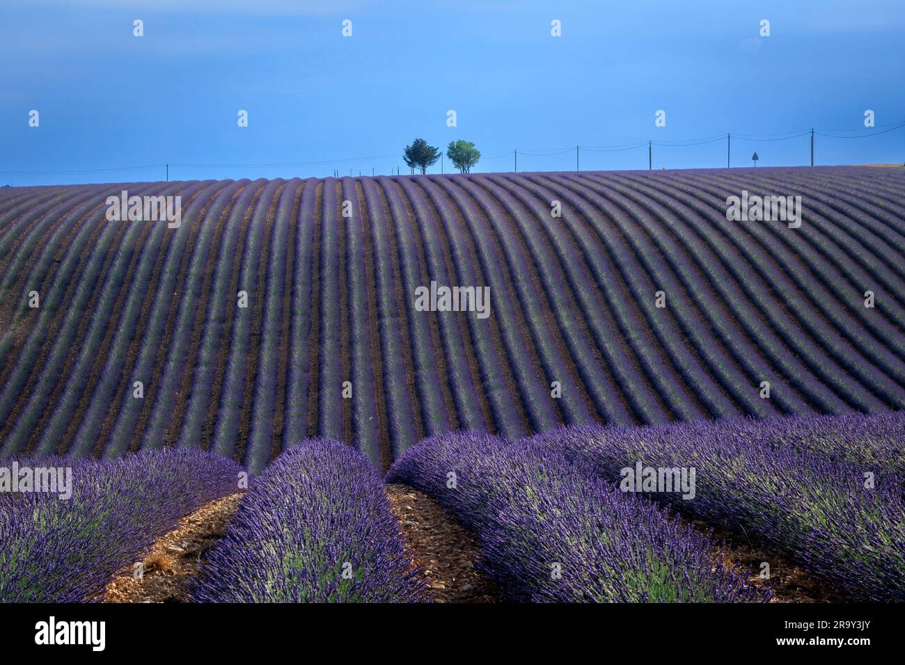 Fields of lavender Parc Naturel Regional du Verdon⁩ ⁨Puimoisson⁩ ⁨Riez Forcalquier Alpes-de-Haute-Provence Provence-Alpes-Cote d'Azur France Stock Photo