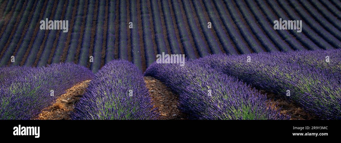 Fields of lavender Parc Naturel Regional du Verdon⁩ ⁨Puimoisson⁩ ⁨Riez Forcalquier Alpes-de-Haute-Provence Provence-Alpes-Cote d'Azur France Stock Photo