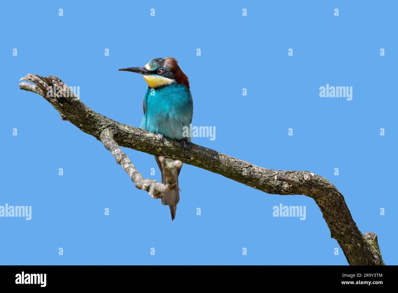 European bee-eater (Merops apiaster) perched in dead tree against blue sky, native to southern and central Europe, Africa and Asia Stock Photo