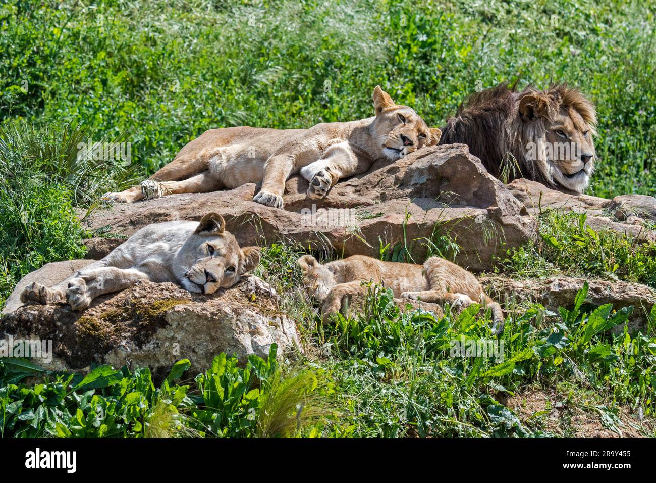 African lion (Panthera leo) pride, male with lionesses and juvenile resting and sunning on warm rocks Stock Photo