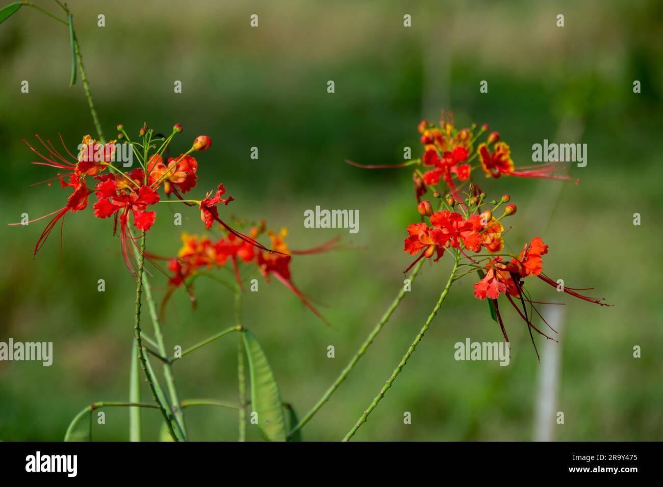 Delonix regia is a species of flowering plant in the bean family Fabaceae, subfamily Caesalpinioideae native to Madagascar Stock Photo