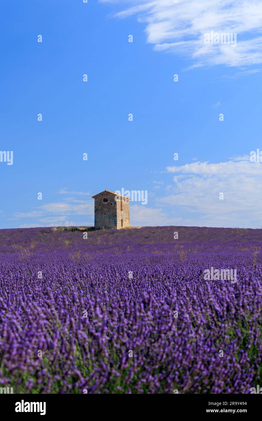 Fields of lavender ⁨Puimoisson⁩ ⁨Riez Forcalquier Alpes-de-Haute-Provence Provence-Alpes-Cote d'Azur France Stock Photo