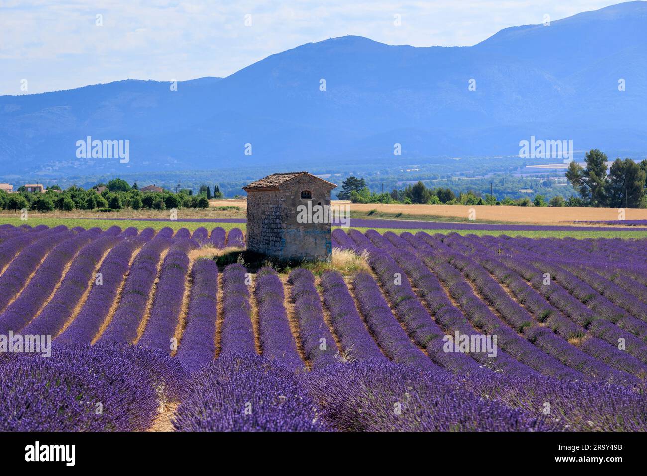 Fields of lavender ⁨Puimoisson⁩ ⁨Riez Forcalquier Alpes-de-Haute-Provence Provence-Alpes-Cote d'Azur France Stock Photo